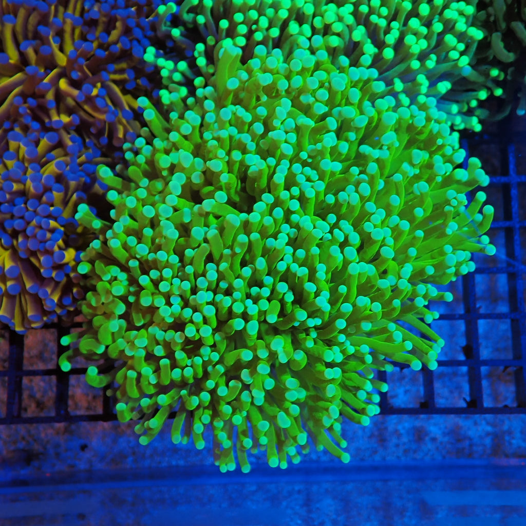Torch Coral AA010 | Fimbriaphyllia glabrescens - Red Sea 20K LED