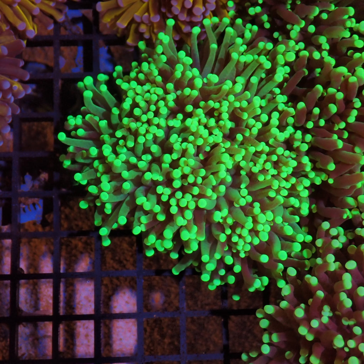 Torch Coral AA012 | Fimbriaphyllia glabrescens - Red Sea 15K