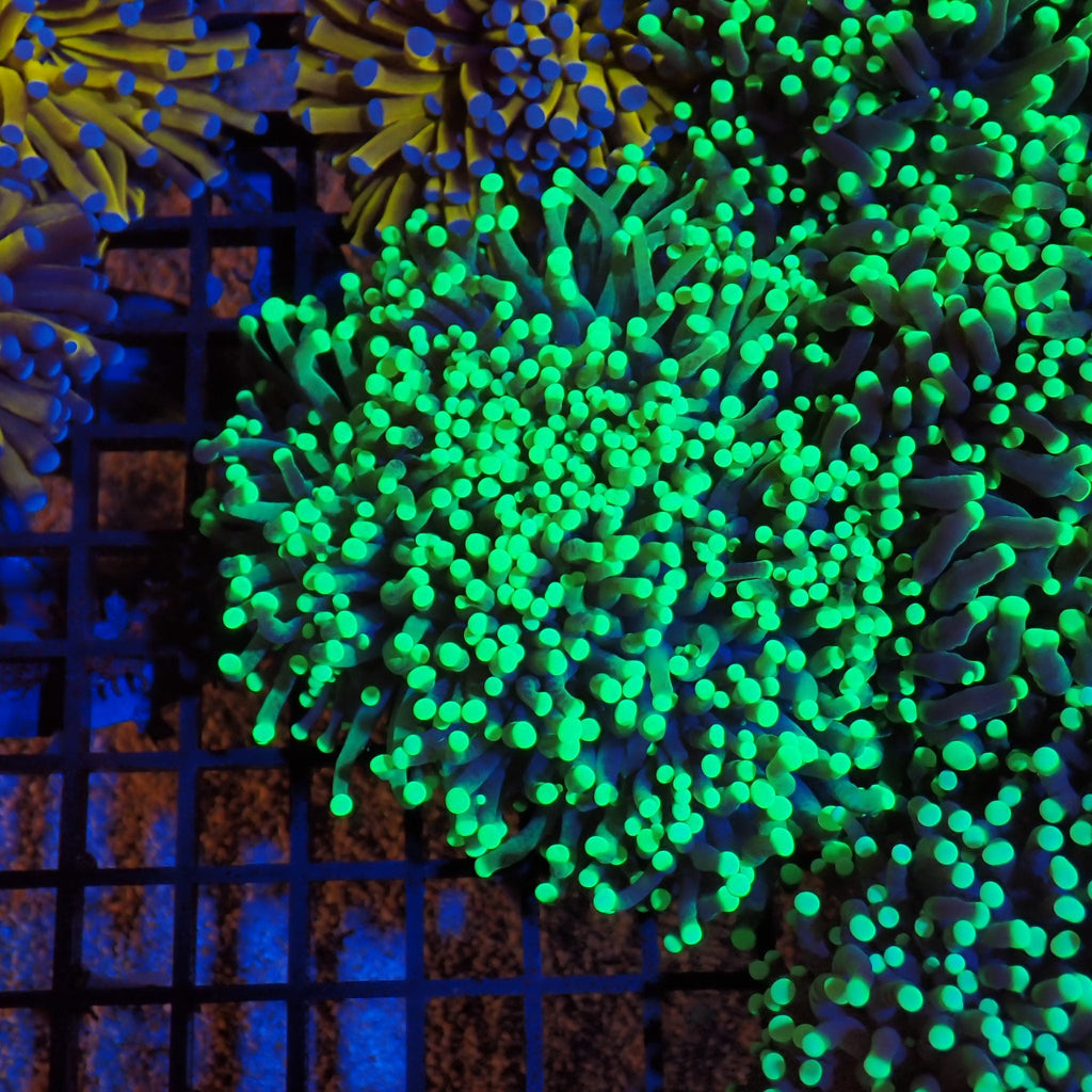 Torch Coral AA012 | Fimbriaphyllia glabrescens - Red Sea 20K LED