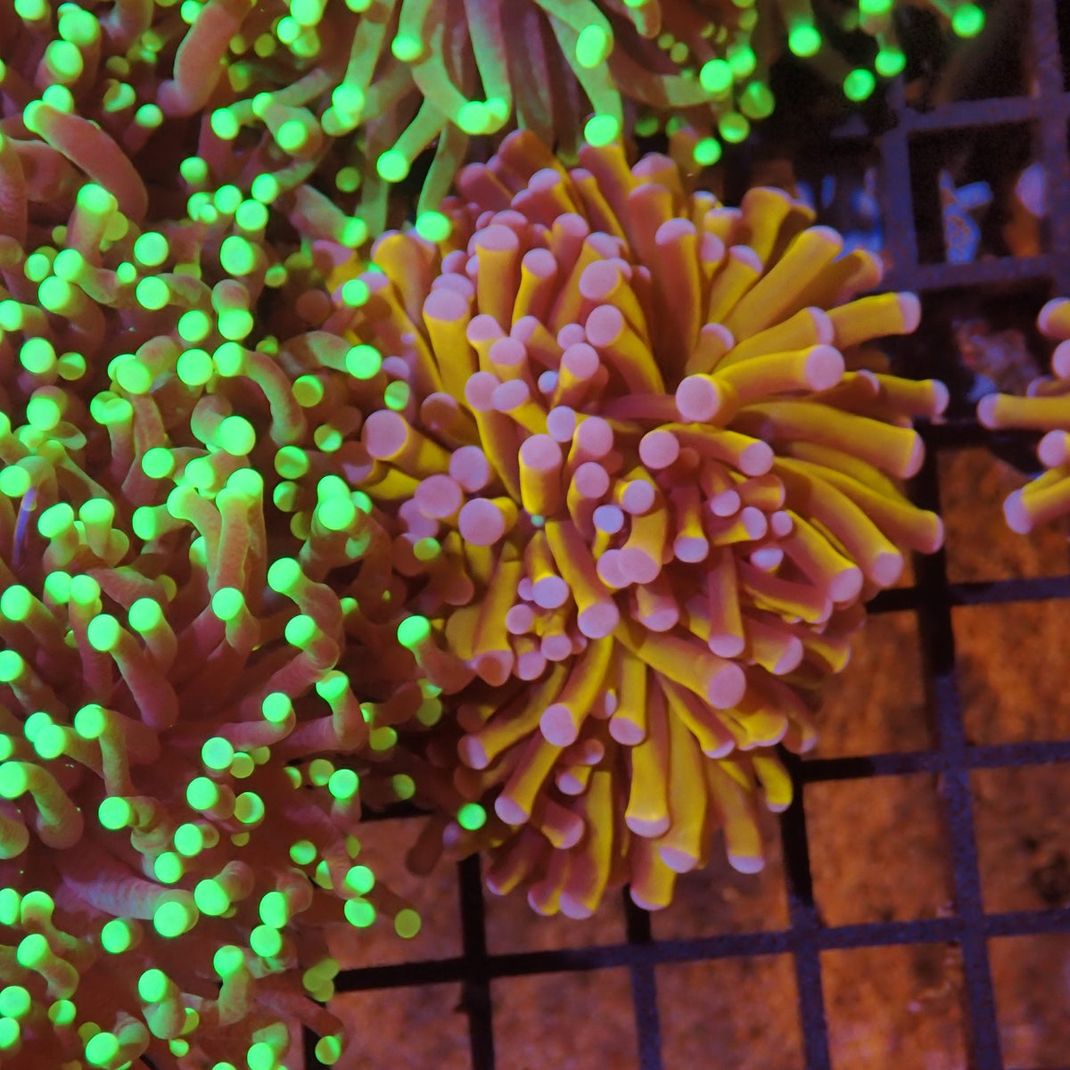 Torch Coral AA013 | Fimbriaphyllia glabrescens - Red Sea 15K