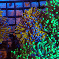 Torch Coral AA013 | Fimbriaphyllia glabrescens - Red Sea 20K LED