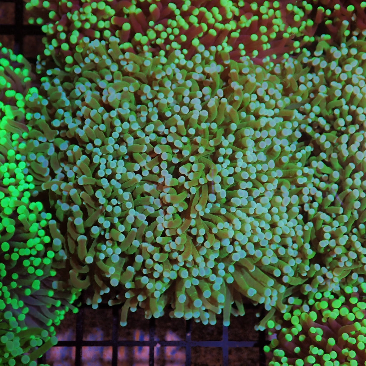 Torch Coral AA014 | Fimbriaphyllia glabrescens at Red Sea 15k