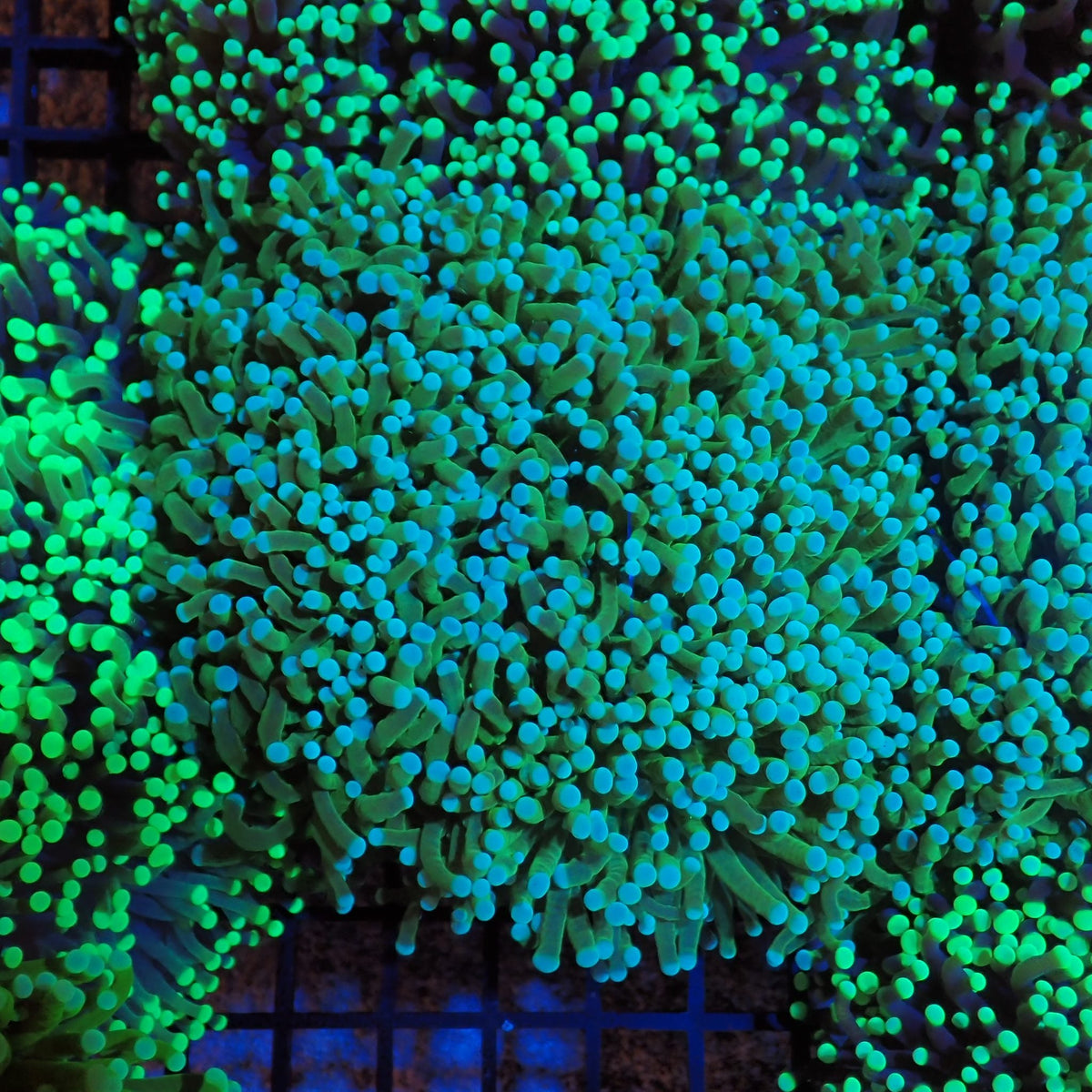 Torch Coral AA014 | Fimbriaphyllia glabrescens at Red Sea 20k Led