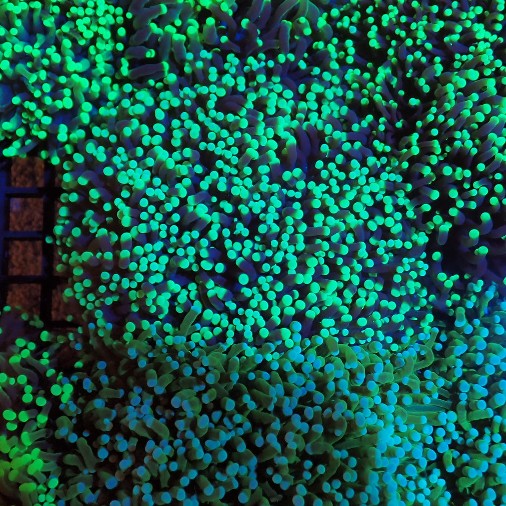 Torch Coral AA015 | Fimbriaphyllia glabrescens - Red Sea 20K LED