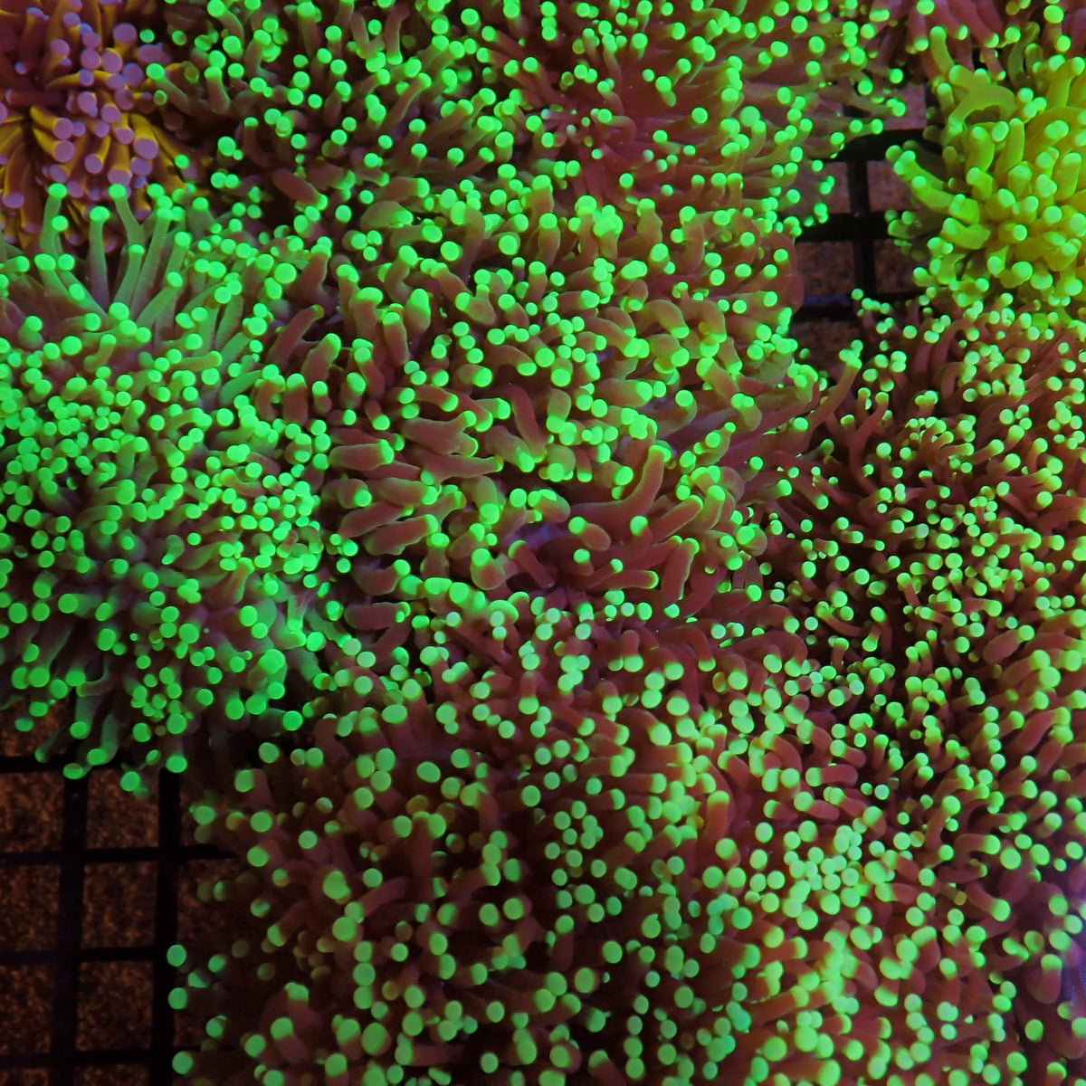 Torch Coral AA016 | Fimbriaphyllia glabrescens - Red Sea 15K