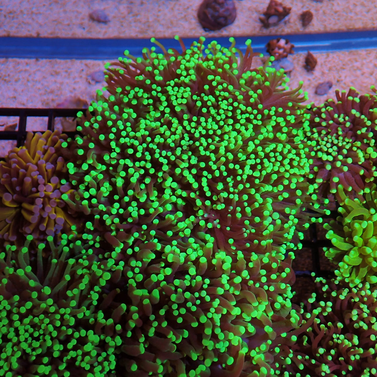 Torch Coral AA017 | Fimbriaphyllia glabrescens at Red Sea 15k