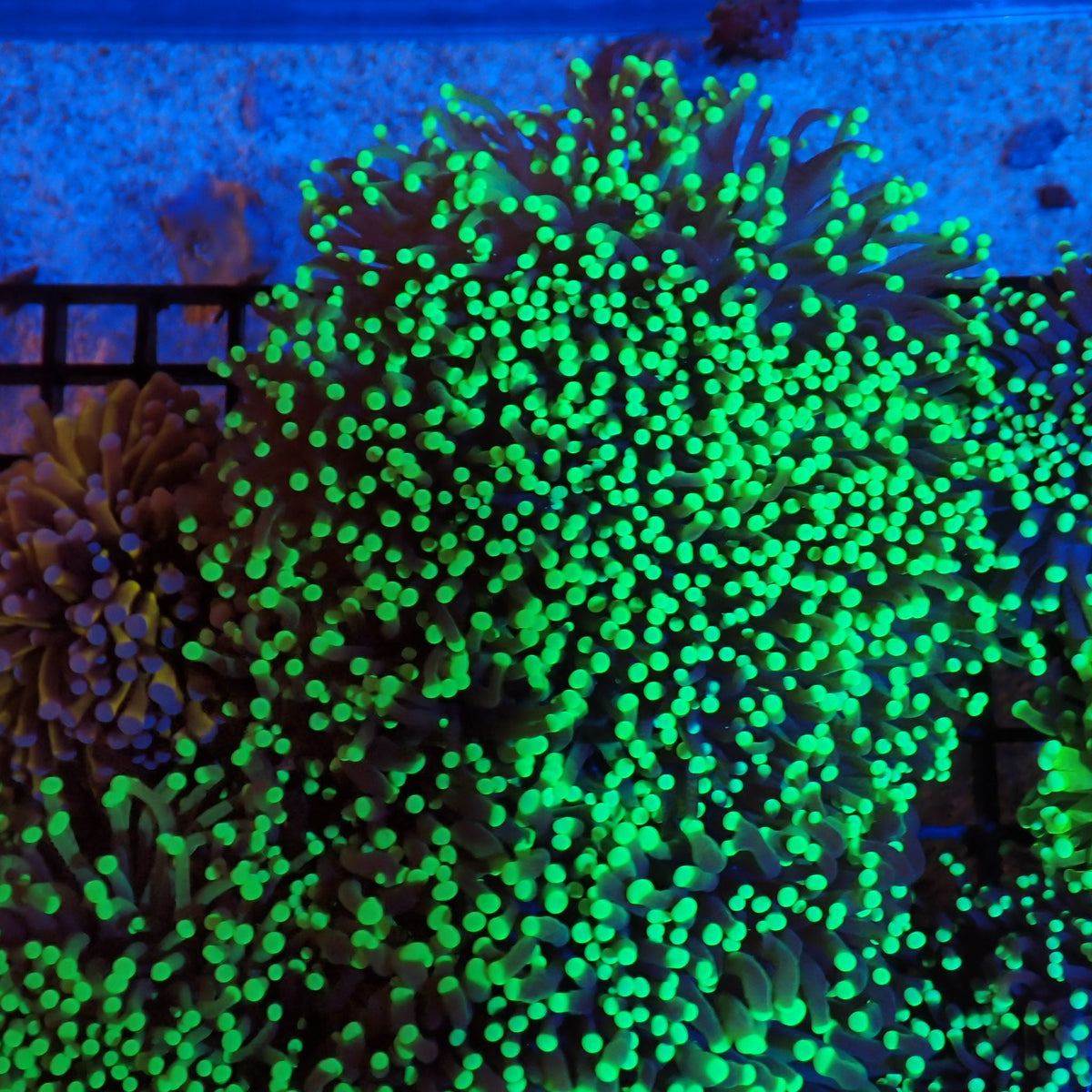 Torch Coral AA017 | Fimbriaphyllia glabrescens at Red Sea 20k Led