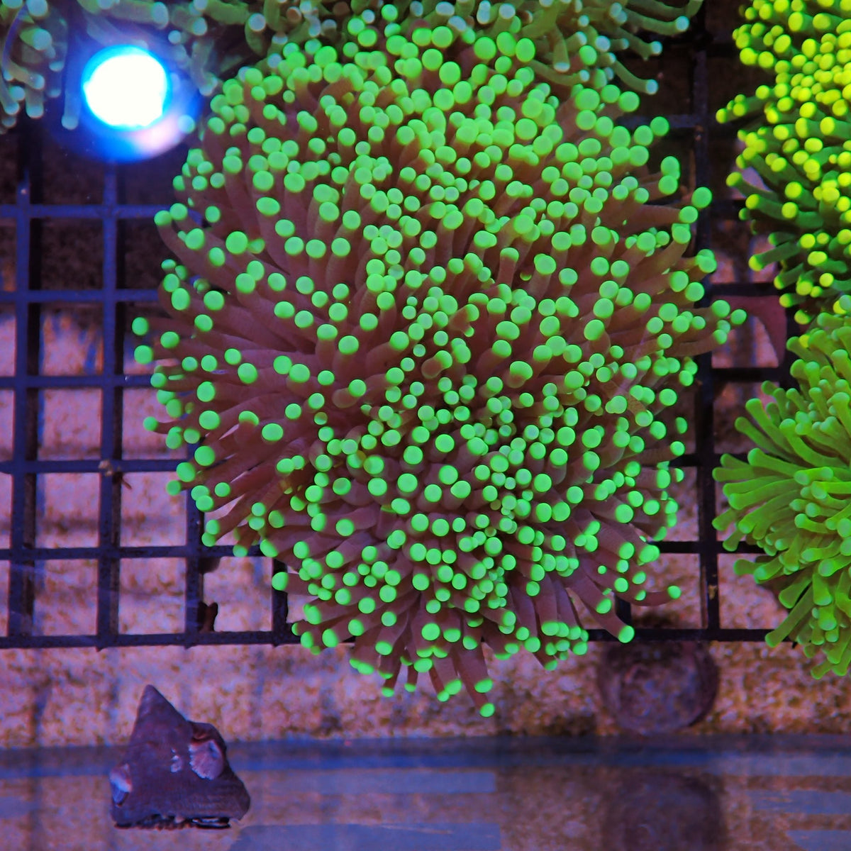 Torch Coral AA018 | Fimbriaphyllia glabrescens - Red Sea 15K