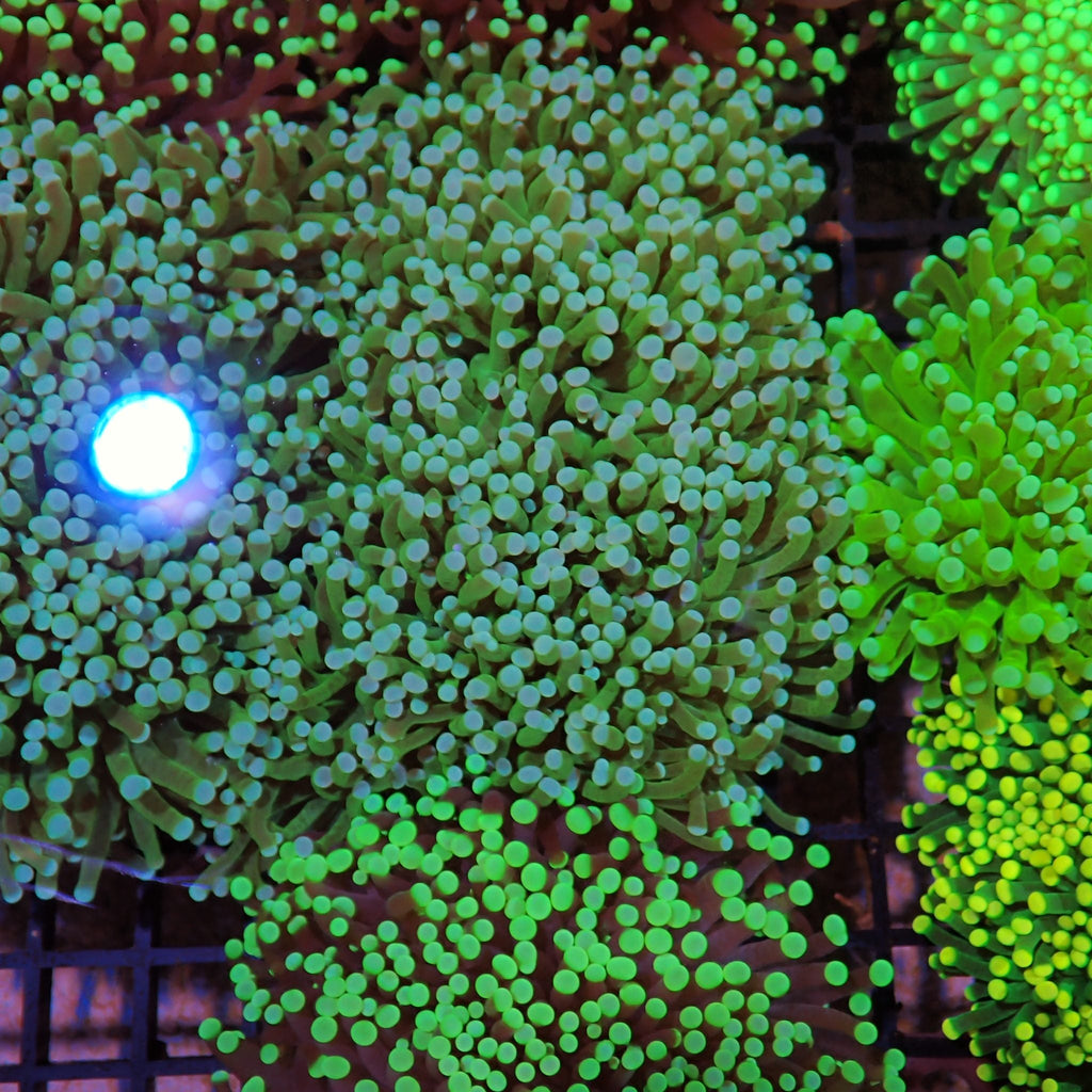 Torch Coral AA019 | Fimbriaphyllia glabrescens - Red Sea 15K