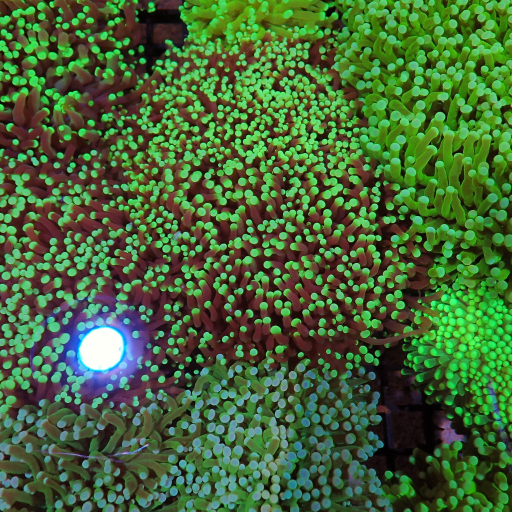 Torch Coral AA020 | Fimbriaphyllia glabrescens - Red Sea 15K