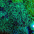 Torch Coral AA020 | Fimbriaphyllia glabrescens - Red Sea 20K LED
