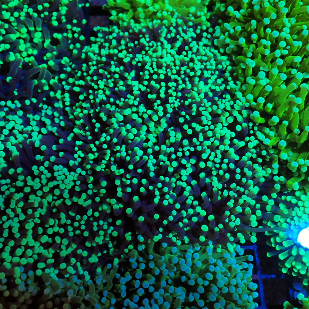 Torch Coral AA020 | Fimbriaphyllia glabrescens - Red Sea 20K LED