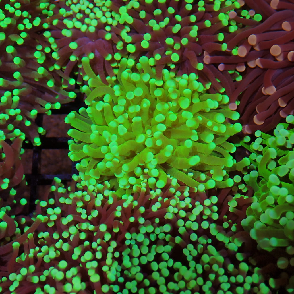 Torch Coral AA021 | Fimbriaphyllia glabrescens - Red Sea 15K