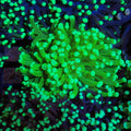 Torch Coral AA021 | Fimbriaphyllia glabrescens - Red Sea 20K LED