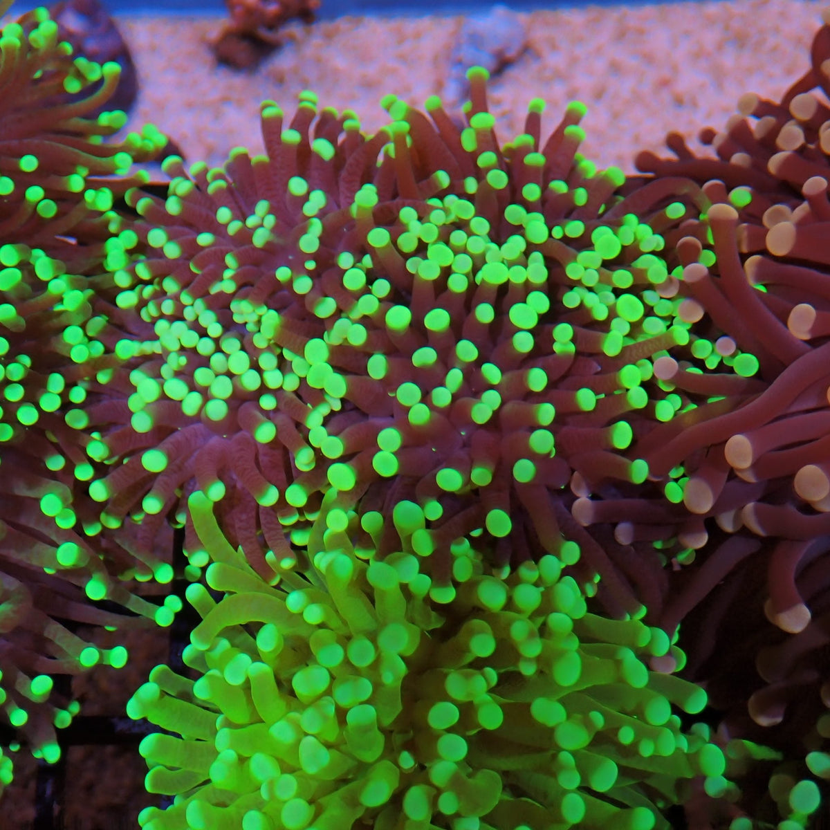 Torch Coral AA022 | Fimbriaphyllia glabrescens at Red Sea 15k