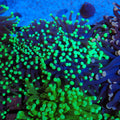 Torch Coral AA022 | Fimbriaphyllia glabrescens - Red Sea 20K LED