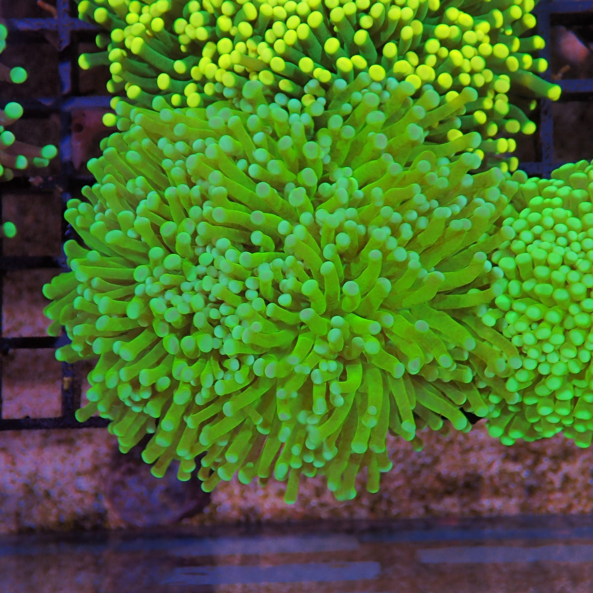 Torch Coral AA023 | Fimbriaphyllia glabrescens at Red Sea 15k