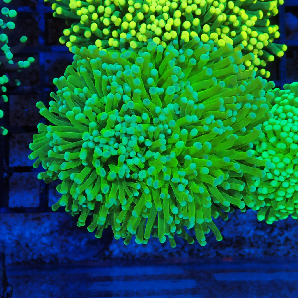 Torch Coral AA023 | Fimbriaphyllia glabrescens - Red Sea 20K LED
