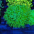 Torch Coral AA023 | Fimbriaphyllia glabrescens - Red Sea 20K LED
