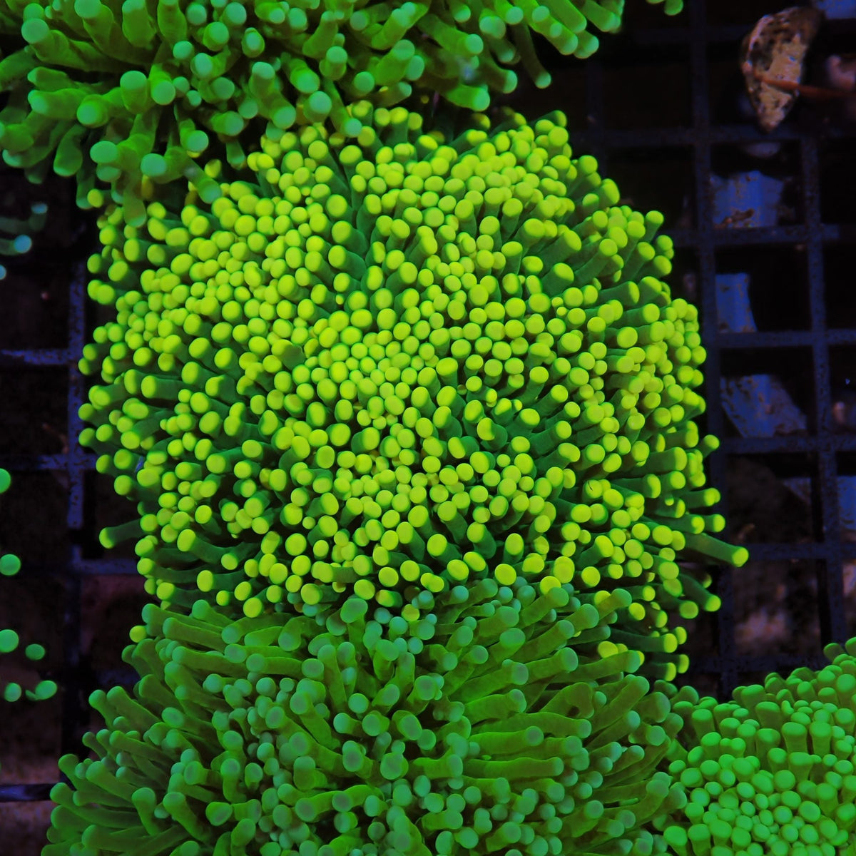 Torch Coral AA024 | Fimbriaphyllia glabrescens at Red Sea 15k