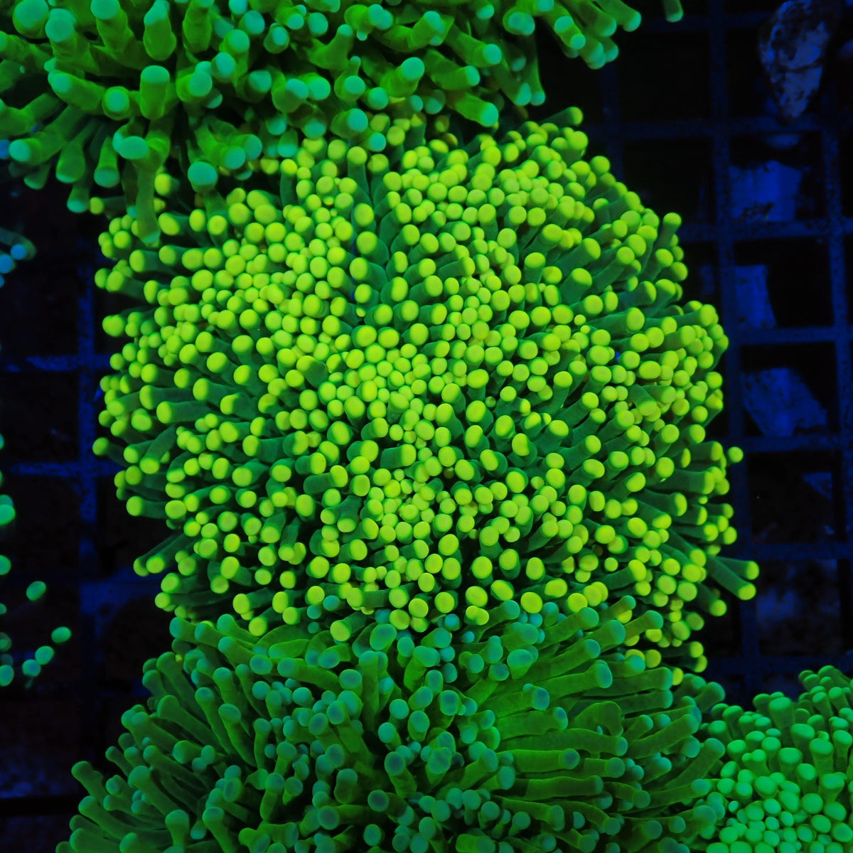 Torch Coral AA024 | Fimbriaphyllia glabrescens at Red Sea 20k Led