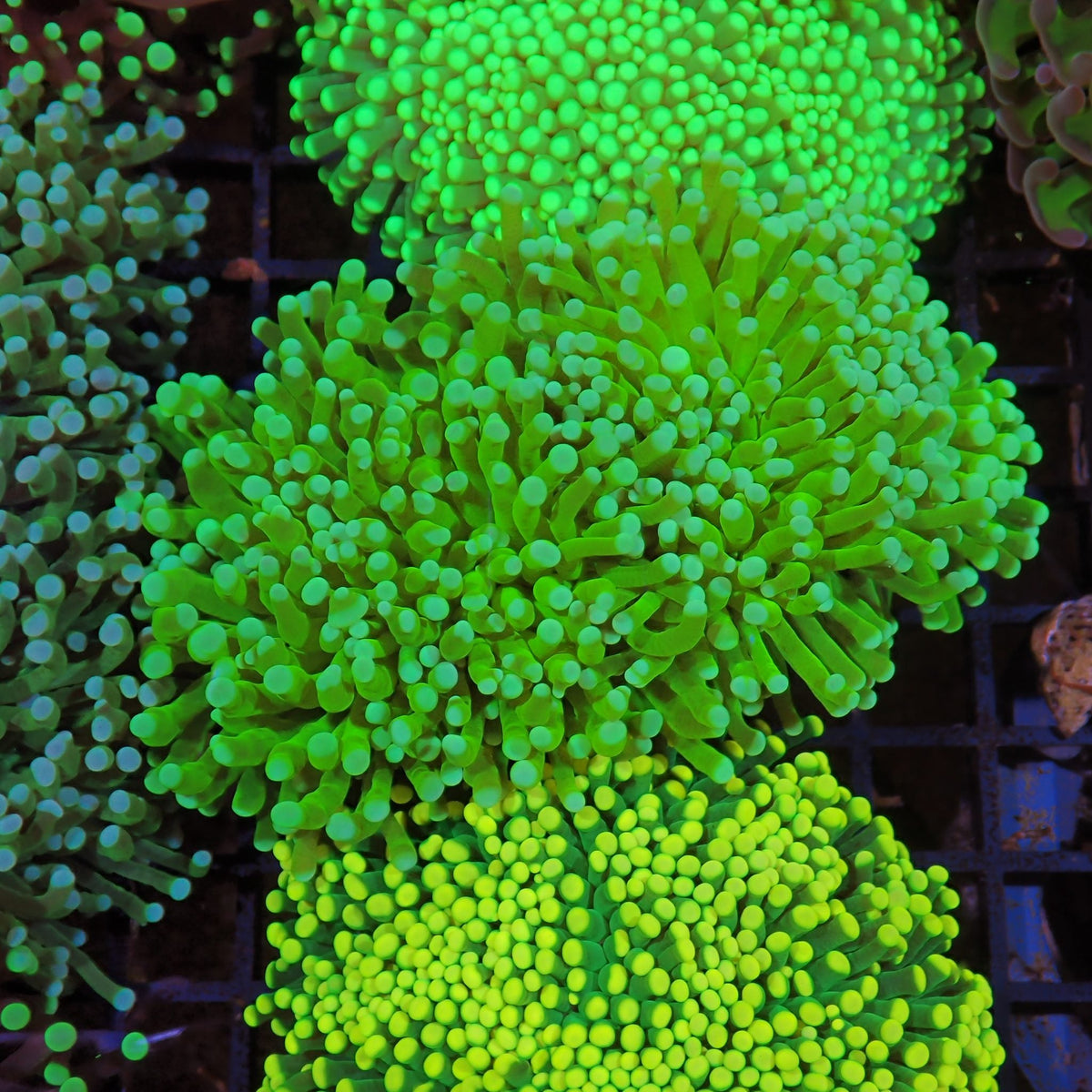 Torch Coral AA025 | Fimbriaphyllia glabrescens at Red Sea 15k