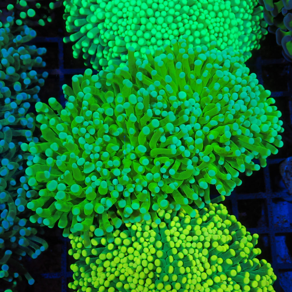 Torch Coral AA025 | Fimbriaphyllia glabrescens - Red Sea 20K LED