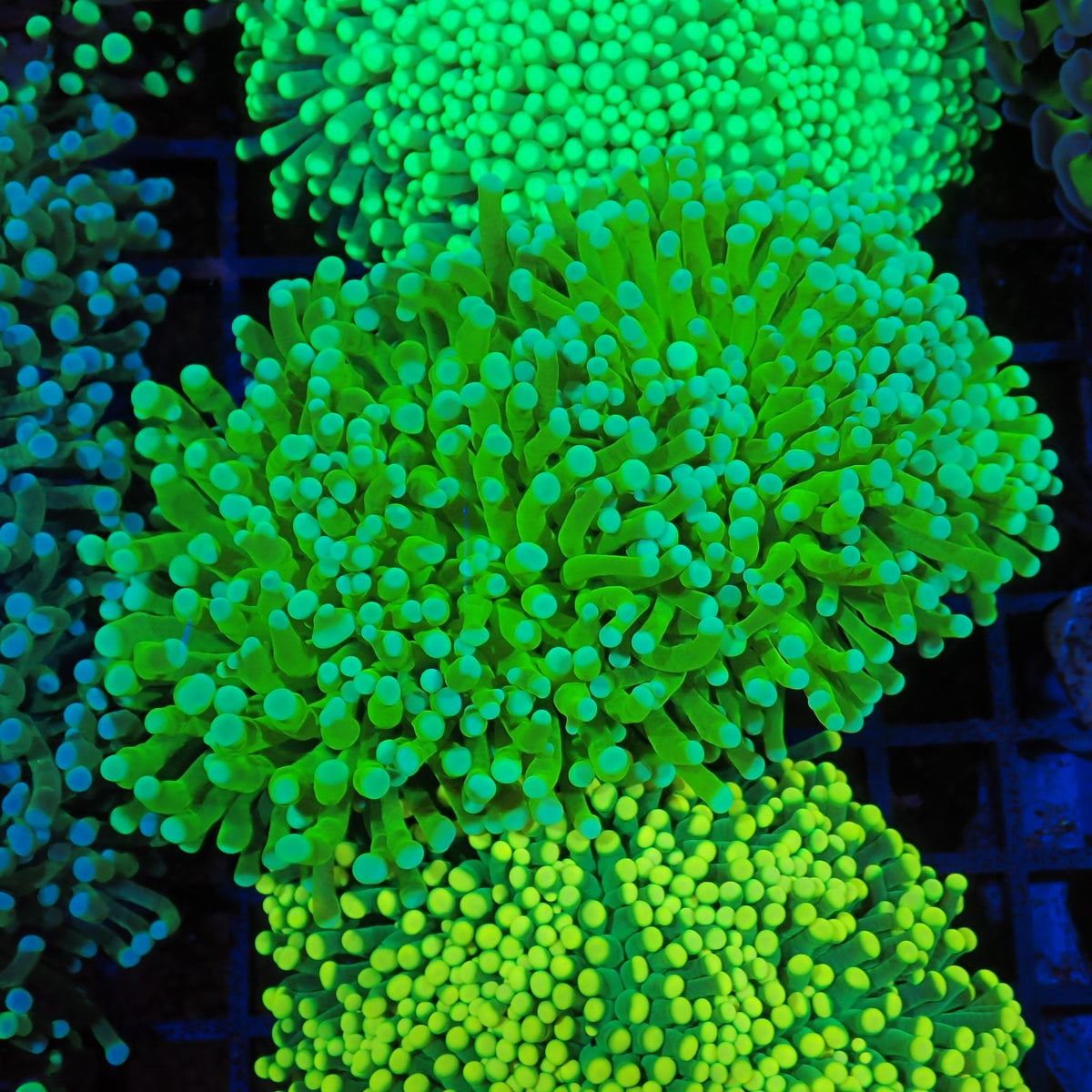 Torch Coral AA025 | Fimbriaphyllia glabrescens - Red Sea 20K LED