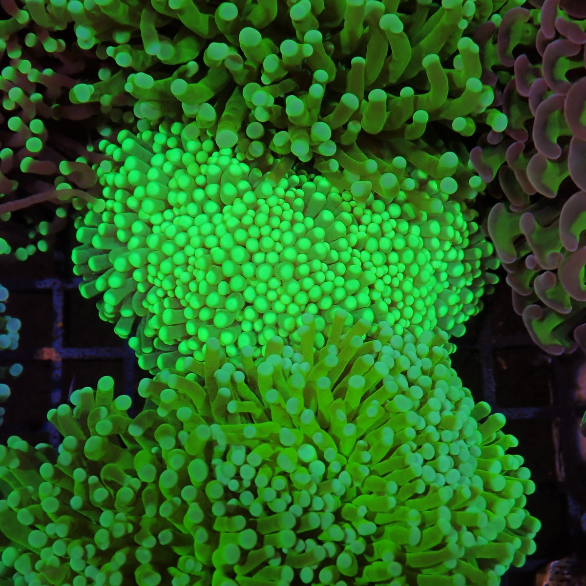 Torch Coral AA026 | Fimbriaphyllia glabrescens at Red Sea 15k