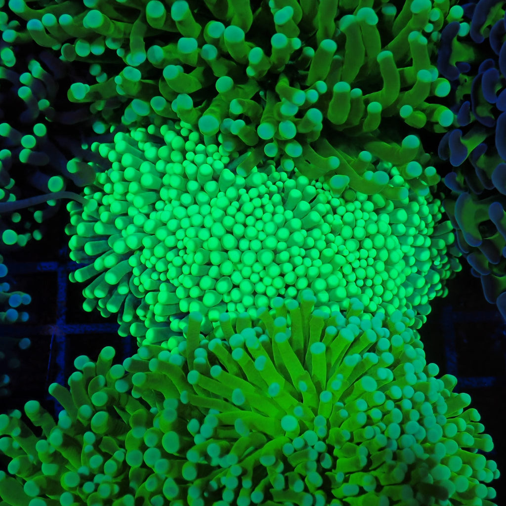 Torch Coral AA026 | Fimbriaphyllia glabrescens - Red Sea 20K LED
