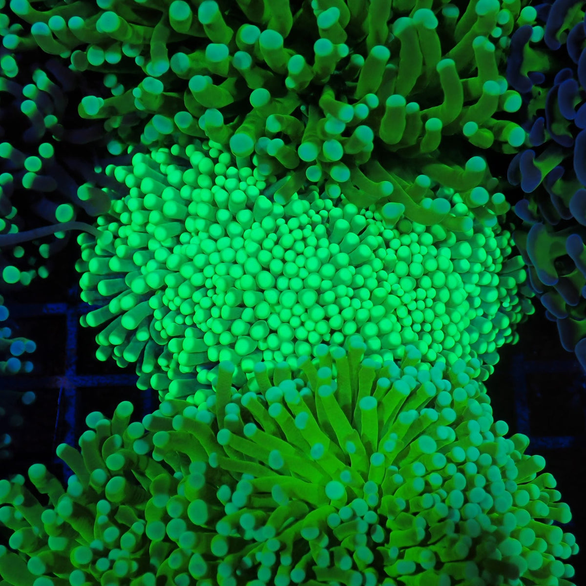 Torch Coral AA026 | Fimbriaphyllia glabrescens - Red Sea 20K LED