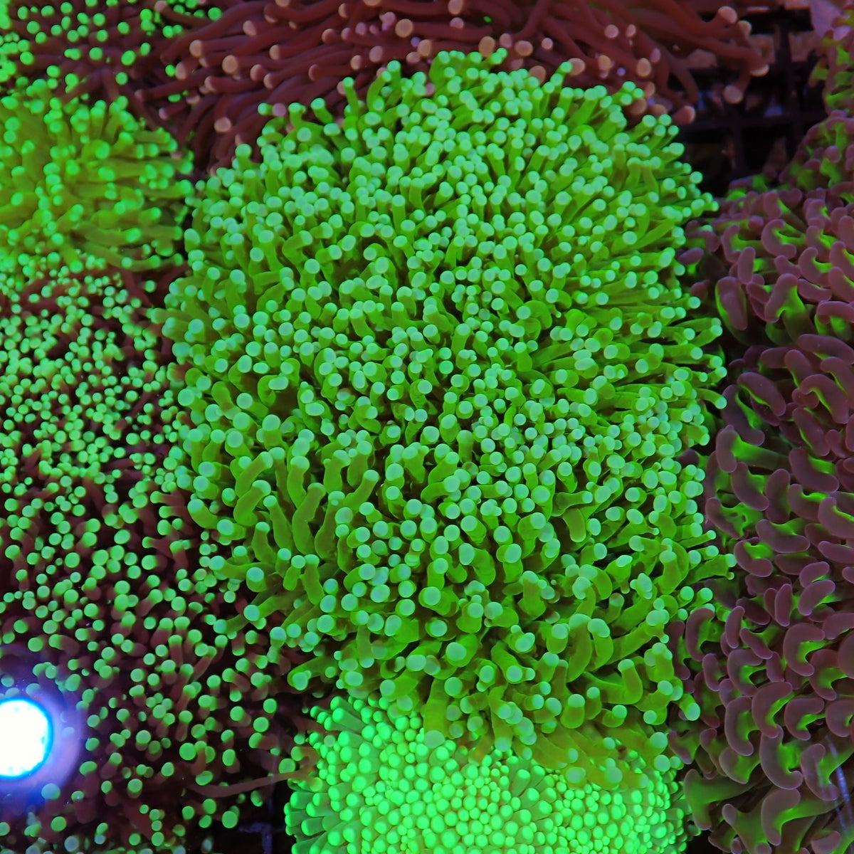 Torch Coral AA027 | Fimbriaphyllia glabrescens - Red Sea 15K