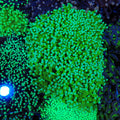 Torch Coral AA027 | Fimbriaphyllia glabrescens - Red Sea 20K LED