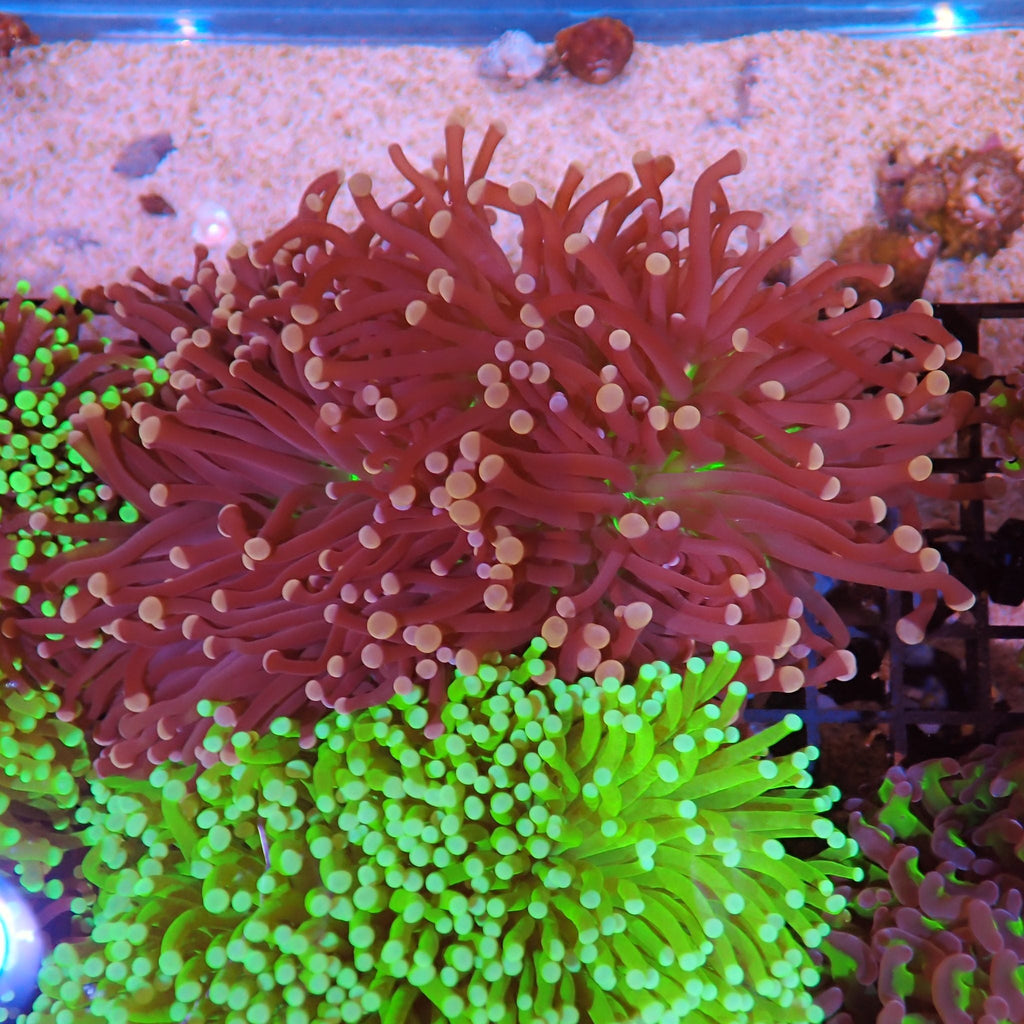 Torch Coral AA028 | Fimbriaphyllia glabrescens - Red Sea 15K
