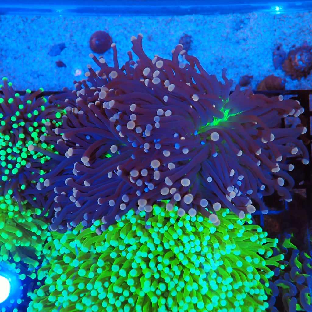 Torch Coral AA028 | Fimbriaphyllia glabrescens - Red Sea 20K LED