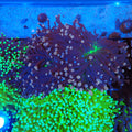 Torch Coral AA028 | Fimbriaphyllia glabrescens - Red Sea 20K LED