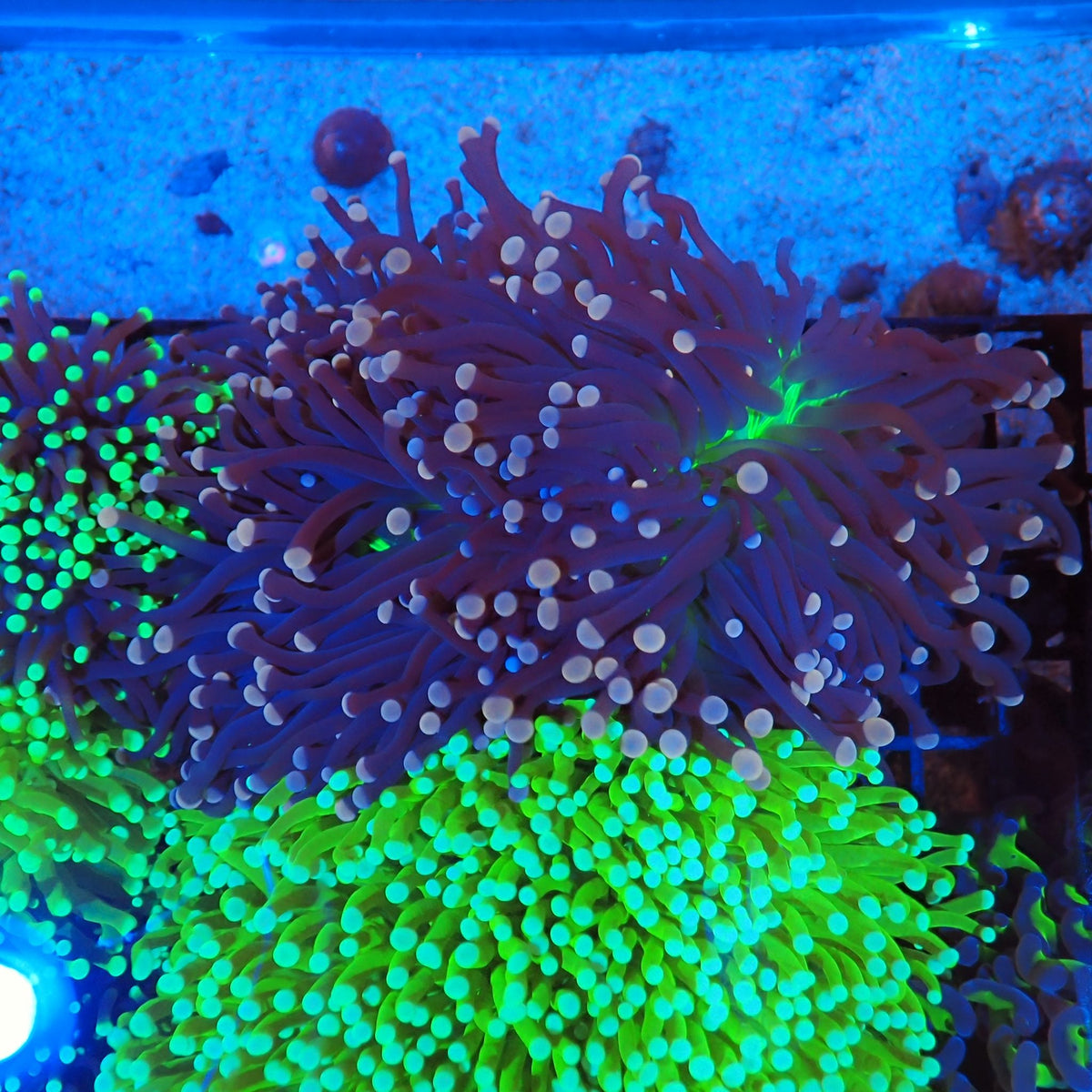 Torch Coral AA028 | Fimbriaphyllia glabrescens - Red Sea 20K LED
