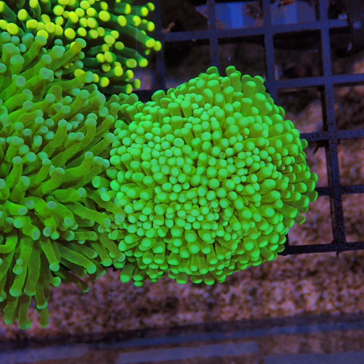 Torch Coral AA029 | Fimbriaphyllia glabrescens at Red Sea 15k