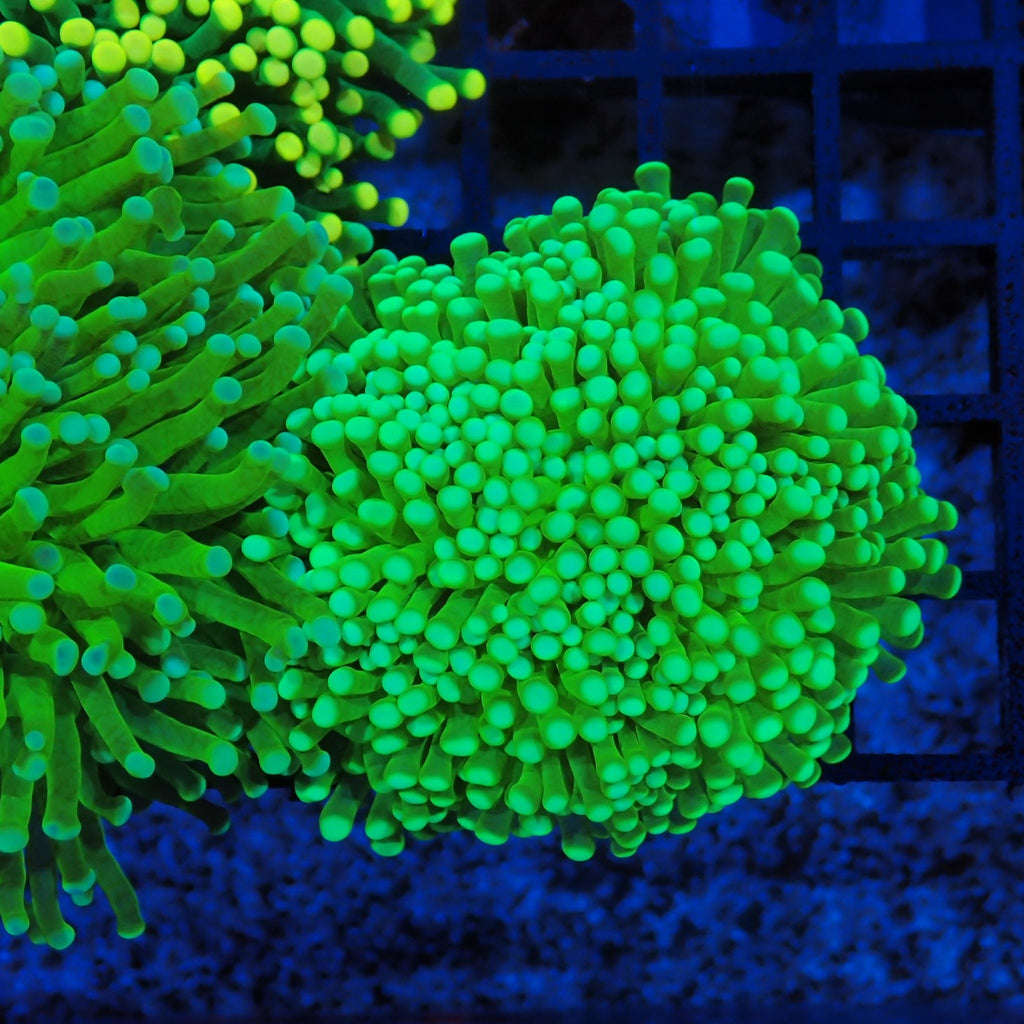 Torch Coral AA029 | Fimbriaphyllia glabrescens - Red Sea 20K LED