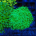 Torch Coral AA029 | Fimbriaphyllia glabrescens - Red Sea 20K LED