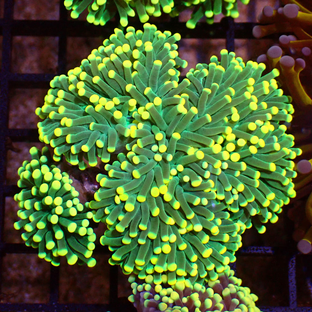 Torch Coral AA001 | Fimbriaphyllia glabrescens - Red Sea 15K