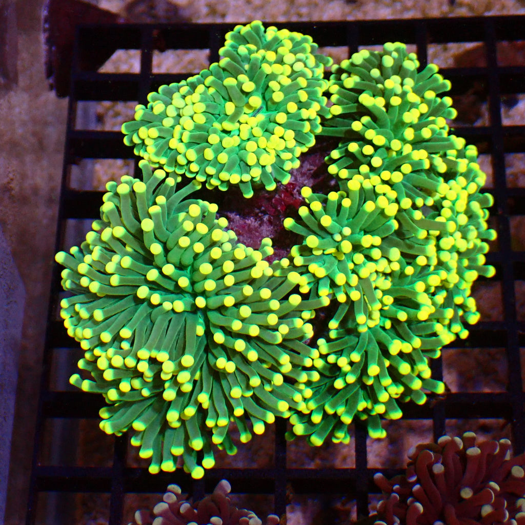 Torch Coral AA004 | Fimbriaphyllia glabrescens - Red Sea 15K