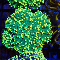 Torch Coral AA001 | Fimbriaphyllia glabrescens - Red Sea 20K LED