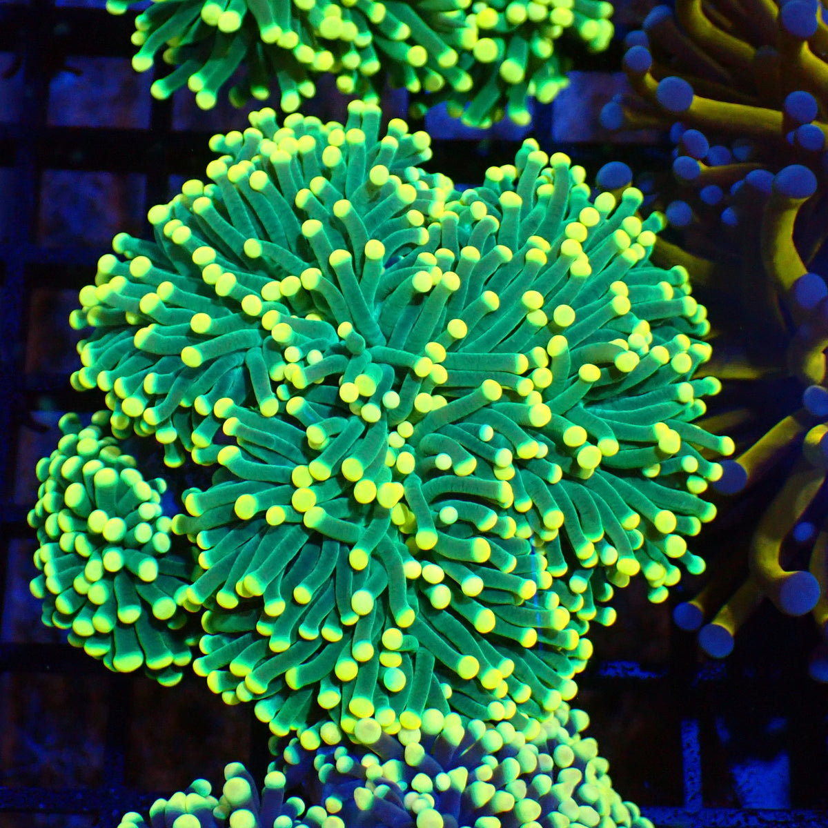 Torch Coral AA001 | Fimbriaphyllia glabrescens at Red Sea 20k →