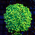 Torch Coral AA002 | Fimbriaphyllia glabrescens - Red Sea 20K LED