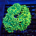 Torch Coral AA004 | Fimbriaphyllia glabrescens - Red Sea 20K LED