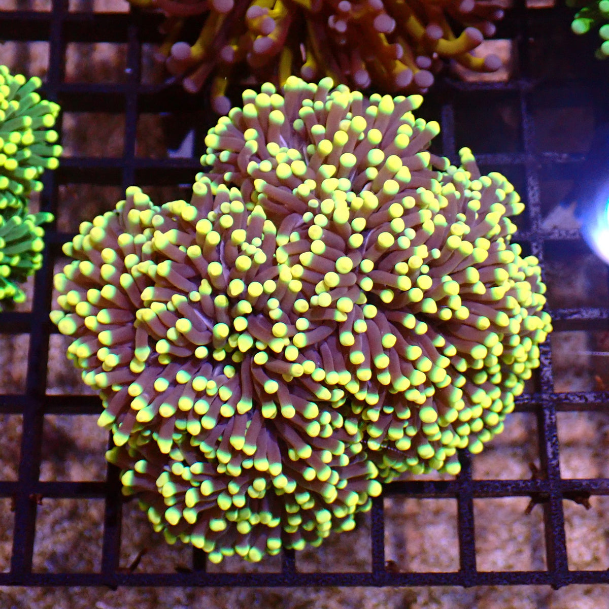 Torch Coral AA005 | Fimbriaphyllia glabrescens at ← Red Sea 15k
