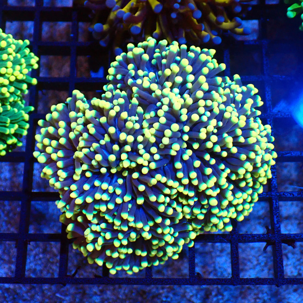 Torch Coral AA005 | Fimbriaphyllia glabrescens - Red Sea 20K LED