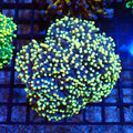 Torch Coral AA005 | Fimbriaphyllia glabrescens - Red Sea 20K LED