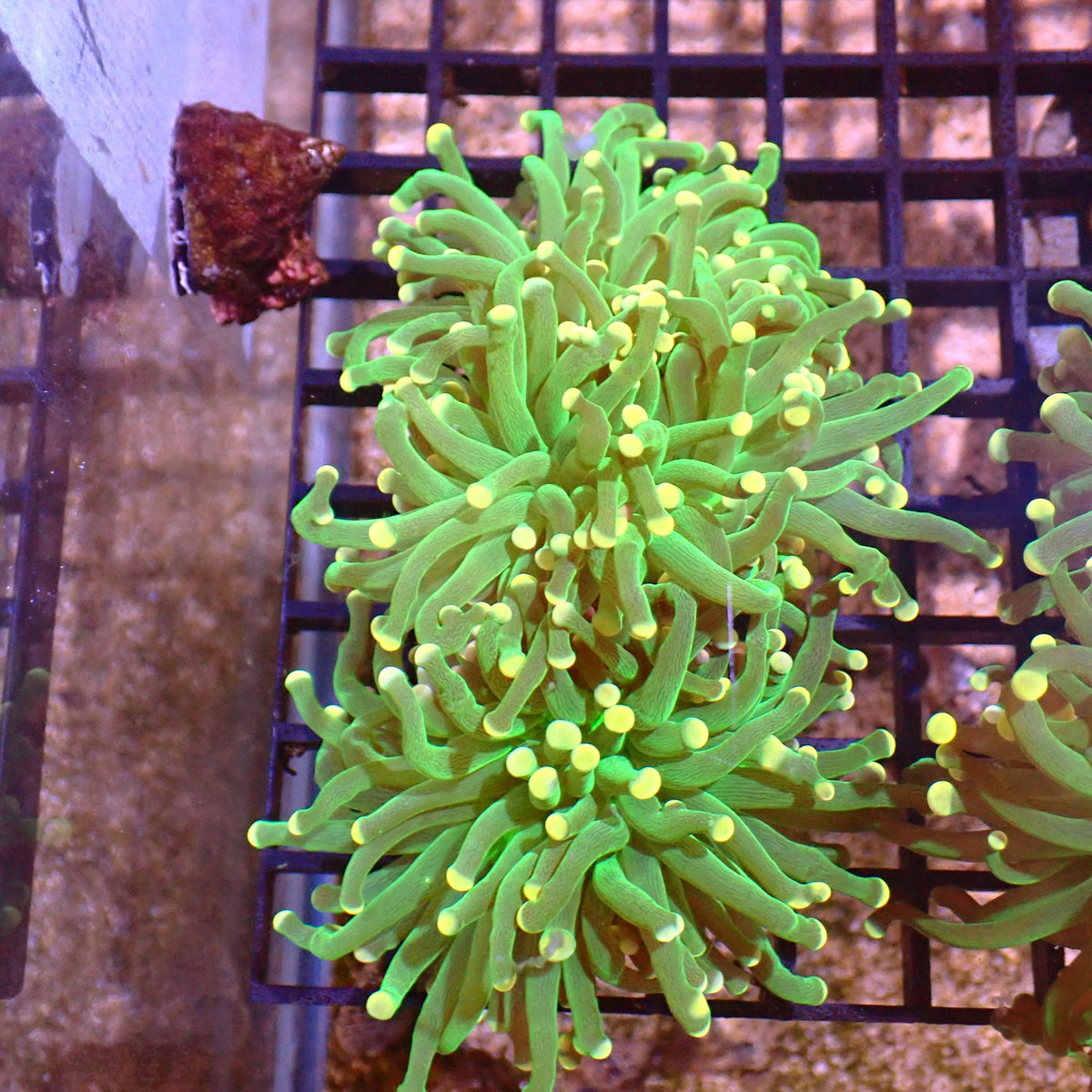 Torch Coral AA001 | Fimbriaphyllia glabrescens at ← Red Sea 15k